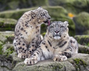 Preview wallpaper snow leopards, big cats, animals, tenderness, wildlife