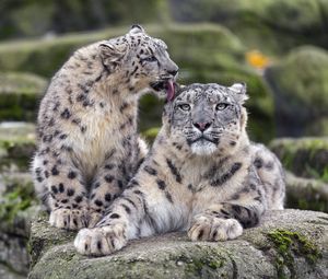 Preview wallpaper snow leopards, big cats, animals, tenderness, wildlife