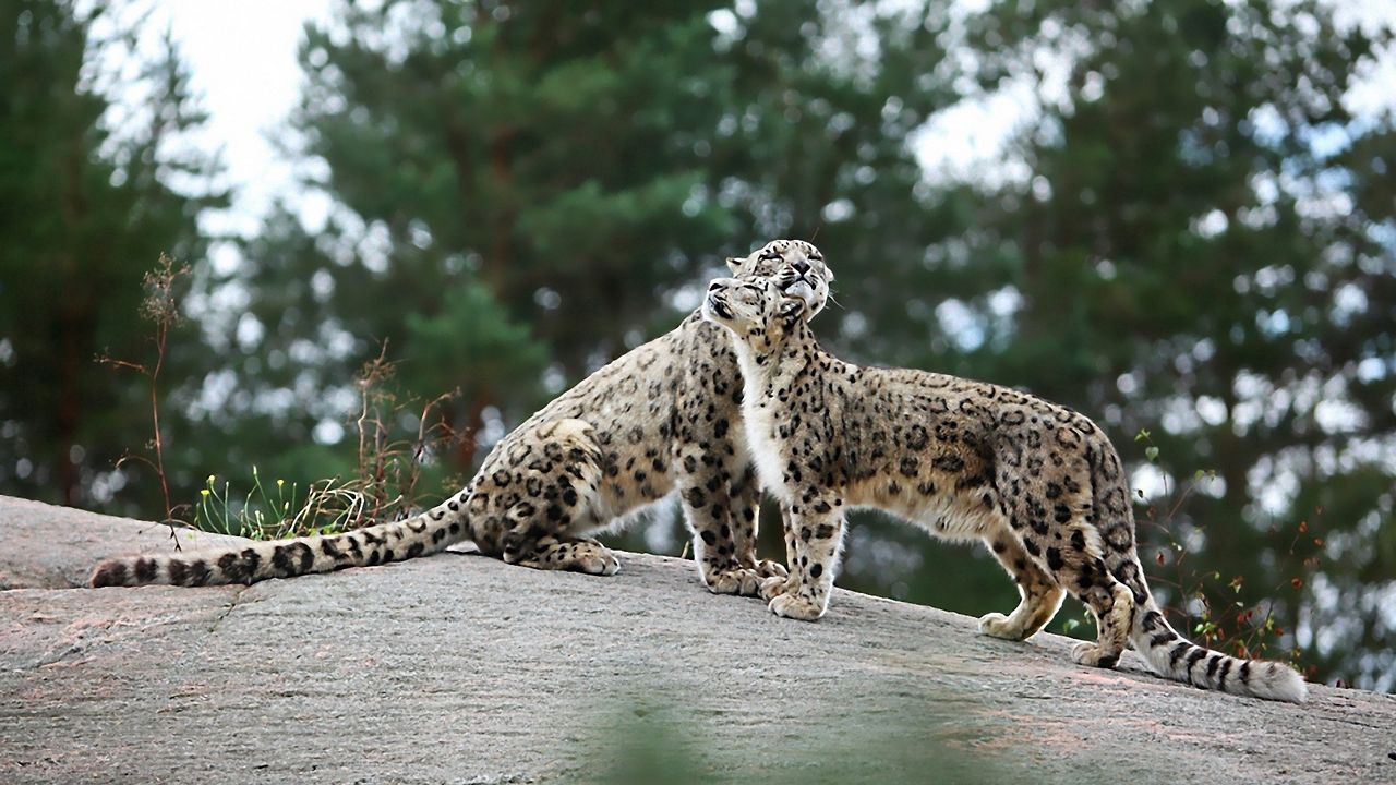 Wallpaper snow leopards, big cats, predators, playful, stones