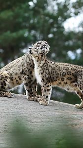 Preview wallpaper snow leopards, big cats, predators, playful, stones