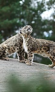 Preview wallpaper snow leopards, big cats, predators, playful, stones