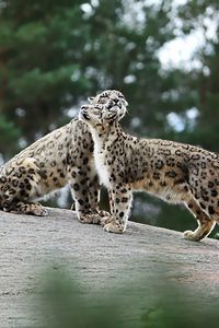 Preview wallpaper snow leopards, big cats, predators, playful, stones