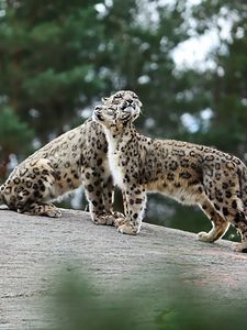 Preview wallpaper snow leopards, big cats, predators, playful, stones