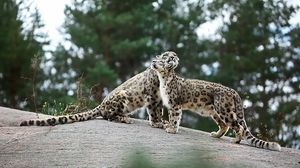 Preview wallpaper snow leopards, big cats, predators, playful, stones