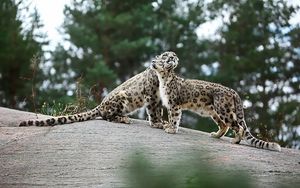 Preview wallpaper snow leopards, big cats, predators, playful, stones