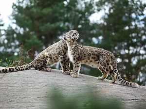 Preview wallpaper snow leopards, big cats, predators, playful, stones