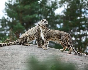 Preview wallpaper snow leopards, big cats, predators, playful, stones