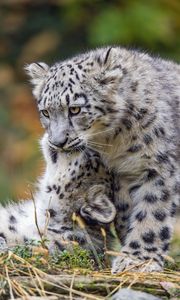 Preview wallpaper snow leopards, cubs, kittens, predators, animals