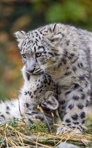 Preview wallpaper snow leopards, cubs, kittens, predators, animals