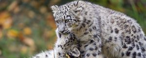 Preview wallpaper snow leopards, cubs, kittens, predators, animals