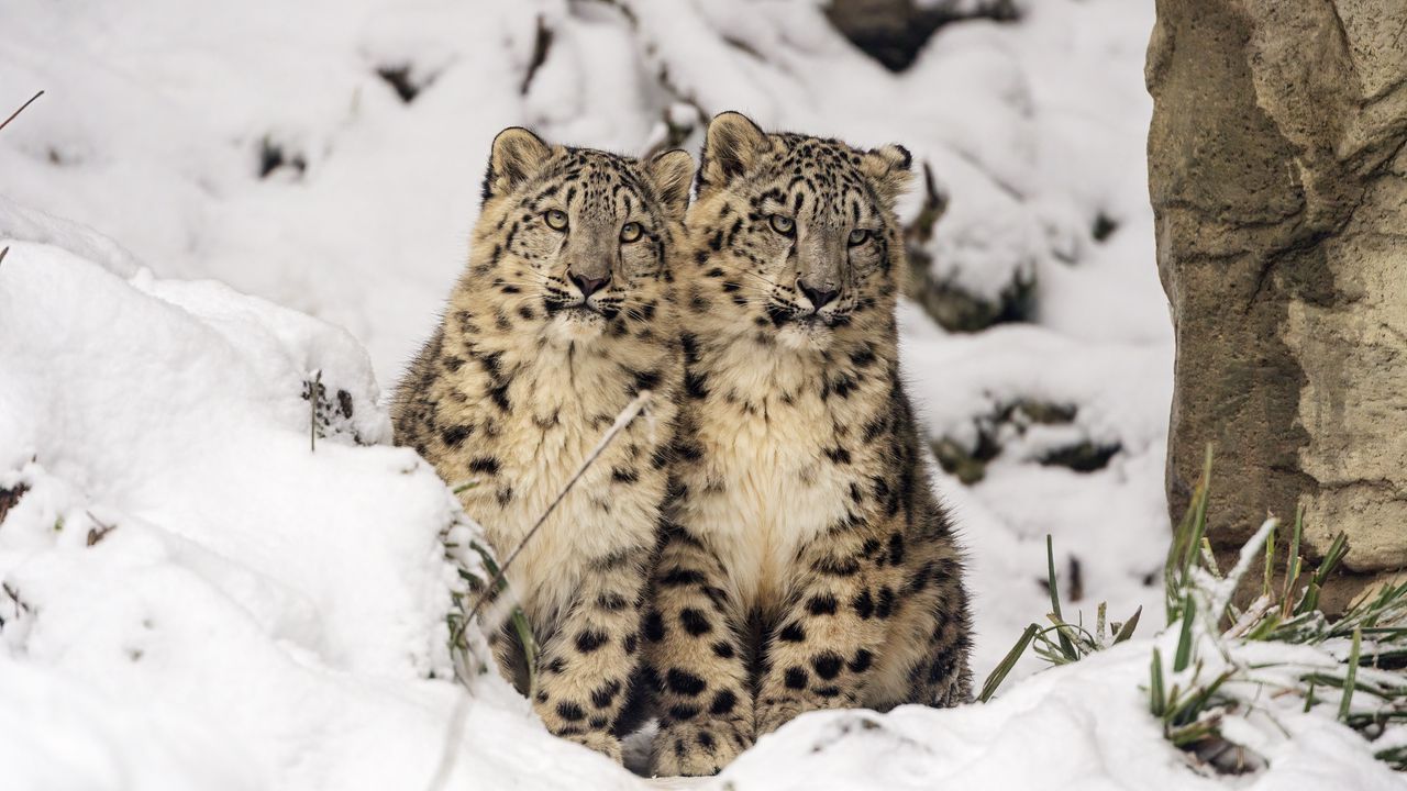 Wallpaper snow leopards, cubs, kittens, snow, animals