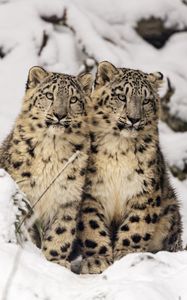 Preview wallpaper snow leopards, cubs, kittens, snow, animals