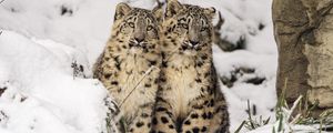 Preview wallpaper snow leopards, cubs, kittens, snow, animals
