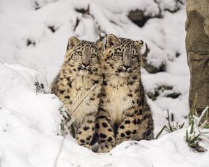 Preview wallpaper snow leopards, cubs, kittens, snow, animals