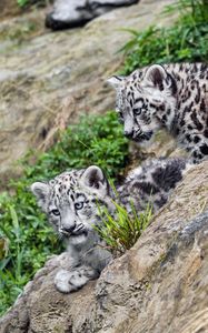 Preview wallpaper snow leopards, kittens, grass, predators