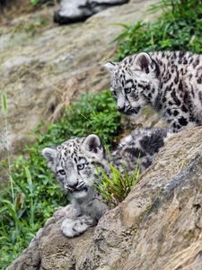 Preview wallpaper snow leopards, kittens, grass, predators