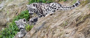 Preview wallpaper snow leopards, kittens, grass, predators