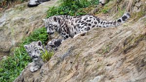 Preview wallpaper snow leopards, kittens, grass, predators