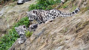 Preview wallpaper snow leopards, kittens, grass, predators