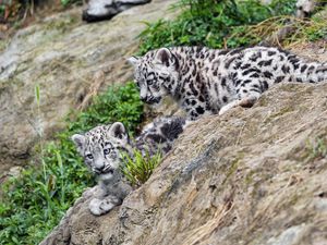 Preview wallpaper snow leopards, kittens, grass, predators