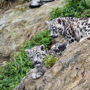 Preview wallpaper snow leopards, kittens, grass, predators