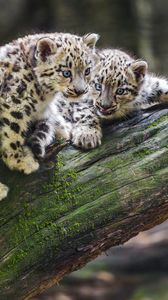 Preview wallpaper snow leopards, kittens, log, predators