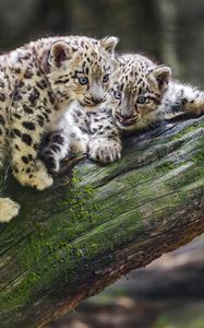 Preview wallpaper snow leopards, kittens, log, predators