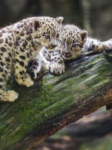 Preview wallpaper snow leopards, kittens, log, predators