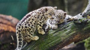 Preview wallpaper snow leopards, kittens, log, predators