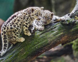 Preview wallpaper snow leopards, kittens, log, predators