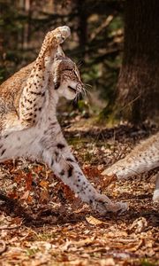 Preview wallpaper snow leopards, leaves, grass, fight