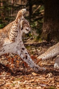 Preview wallpaper snow leopards, leaves, grass, fight