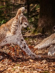 Preview wallpaper snow leopards, leaves, grass, fight