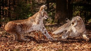 Preview wallpaper snow leopards, leaves, grass, fight