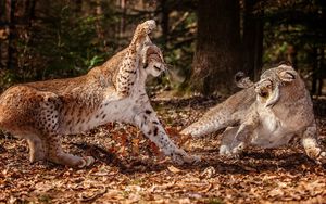 Preview wallpaper snow leopards, leaves, grass, fight