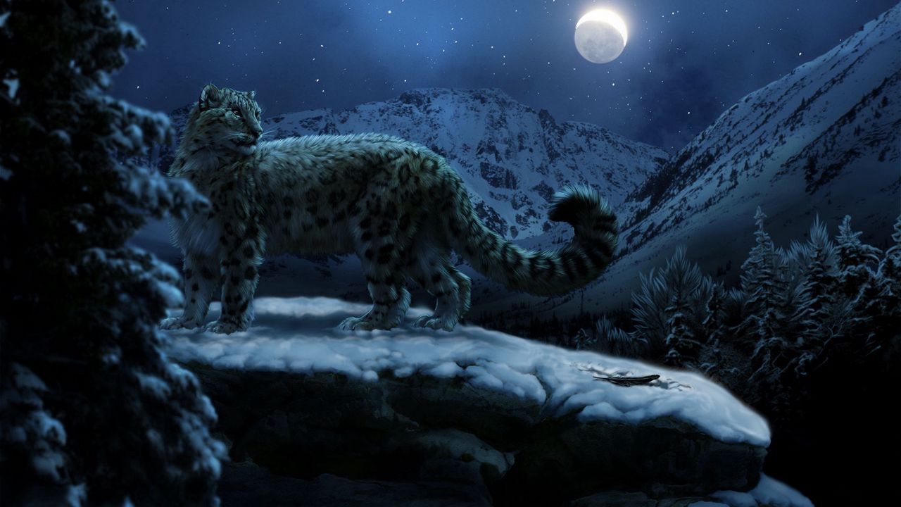 Wallpaper snow leopards, moon, winter