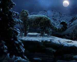 Preview wallpaper snow leopards, moon, winter