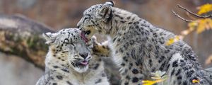 Preview wallpaper snow leopards, predators, big cat, kitten, animals, lick