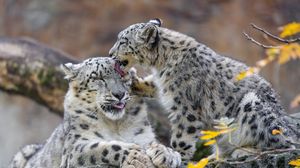 Preview wallpaper snow leopards, predators, big cat, kitten, animals, lick