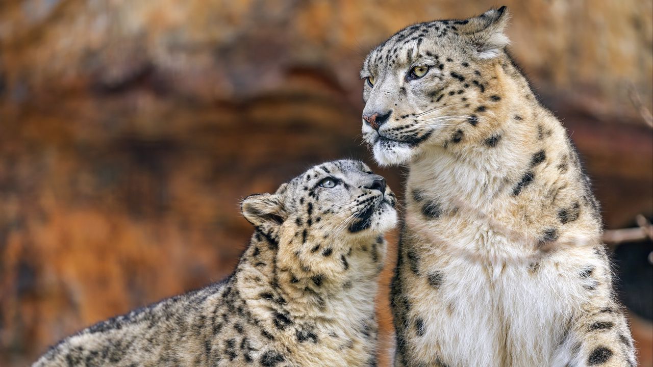 Wallpaper snow leopards, predators, big cats, animals