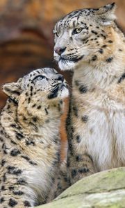 Preview wallpaper snow leopards, predators, big cats, animals