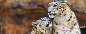 Preview wallpaper snow leopards, predators, big cats, animals