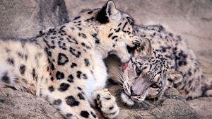 Preview wallpaper snow leopards, predators, couple, care