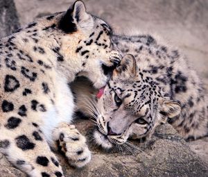 Preview wallpaper snow leopards, predators, couple, care