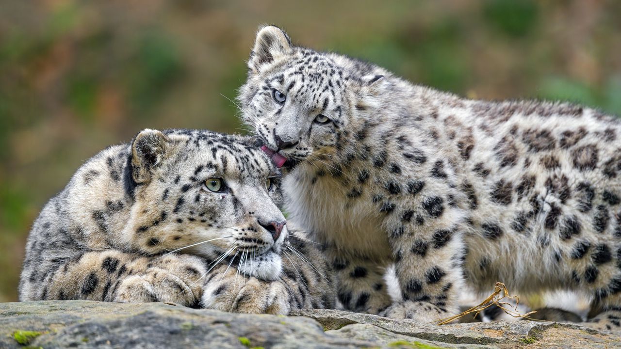 Wallpaper snow leopards, predators, kitten, big cat, lick, wildlife