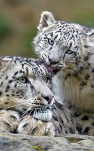 Preview wallpaper snow leopards, predators, kitten, big cat, lick, wildlife