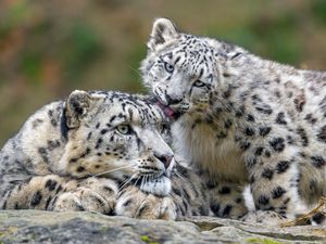 Preview wallpaper snow leopards, predators, kitten, big cat, lick, wildlife