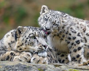 Preview wallpaper snow leopards, predators, kitten, big cat, lick, wildlife