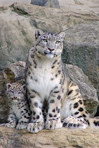 Preview wallpaper snow leopards, rocks, steam, cub