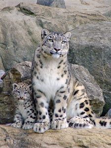 Preview wallpaper snow leopards, rocks, steam, cub